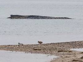 Gaffer stören Rettungsmaßnahmen: Expertin: Tötung des gestrandeten Wals ist keine Option